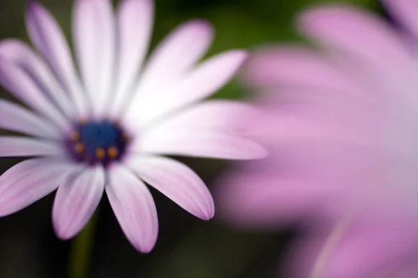 Feche o tiro de uma flor de margarida — Fotografia de Stock