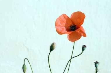 Haşhaş çiçeğinin yakın çekimi