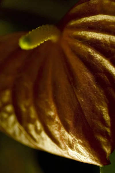 Macro de una flor de Anthurium — Foto de Stock