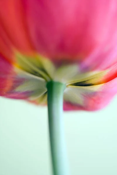 Macro shot of a tulip — Stock Photo, Image
