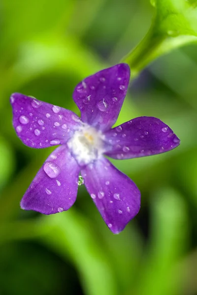 Water drops on an american bellflower — Stock Photo, Image