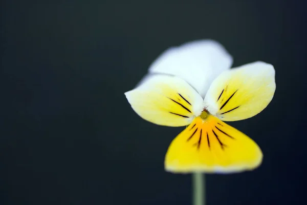 Close up shot of a Violet flower — Stock Photo, Image
