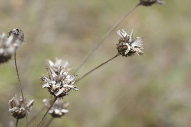 Sonbahar çayırında kuruyan yabani çiçekler.