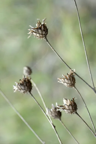 Droge wilde bloemen op de herfstweide — Stockfoto