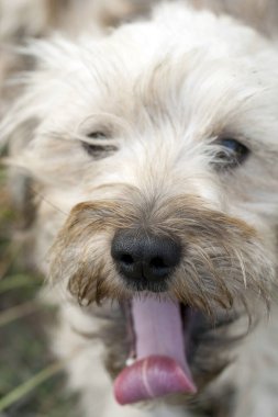 Bir çoban köpeğini yakından çek.
