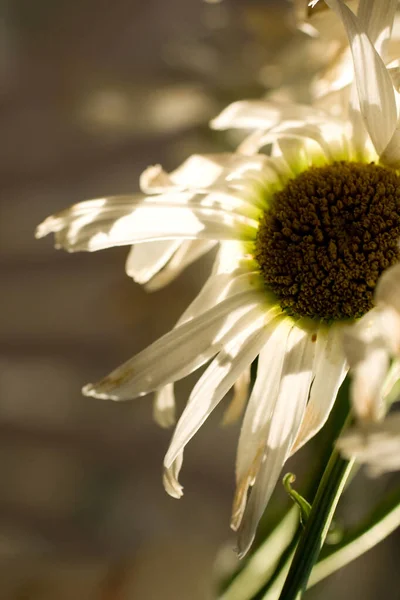 Close up tiro de uma flor margarida branca . — Fotografia de Stock