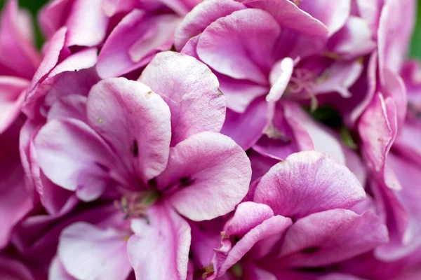 Close up shot of a Hydrangea or hortensia flower — Stock Photo, Image
