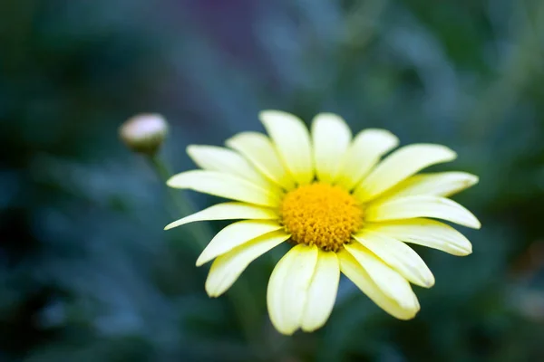 Feche o tiro de uma flor de margarida — Fotografia de Stock