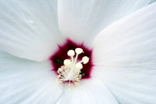 Macro shot of a white chinese hibiscus — Stock Photo, Image
