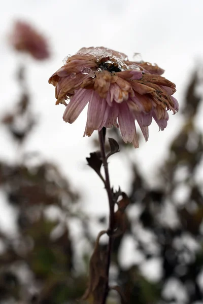 Primer plano de una flor en el jardín de invierno — Foto de Stock