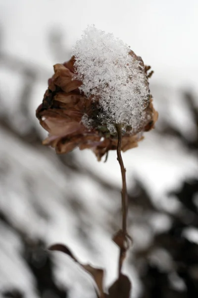 Close up shot of a flower in the winter garden — 스톡 사진
