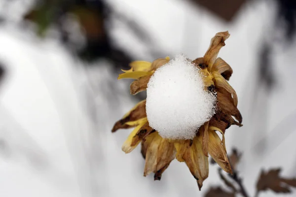 Nahaufnahme einer Blume im Wintergarten — Stockfoto