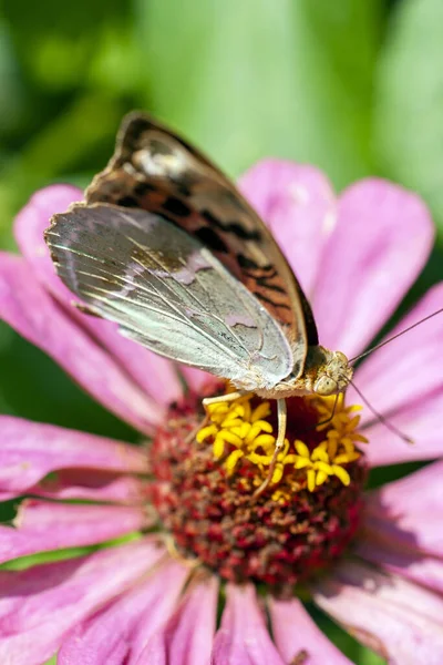 Macro lövés egy pillangó egy nyári virág — Stock Fotó