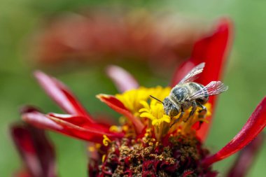 Bir bal arısı, güneşli bir çıkıntıda nektar toplamak için kırmızı bir çiçeği ziyaret eder.