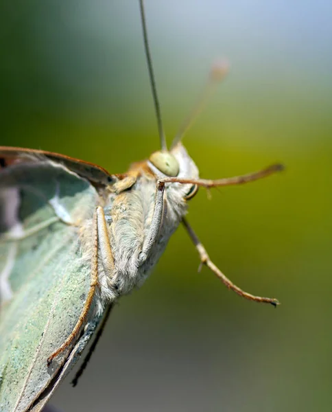 Makroaufnahme eines Schmetterlings auf verschwommenem Hintergrund — Stockfoto