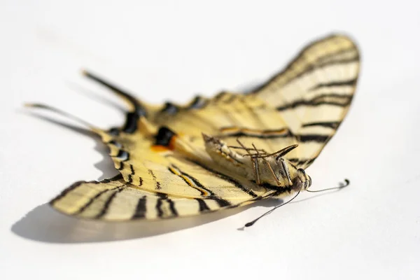Macro shot of a dead butterfly isolated on a white background — 스톡 사진