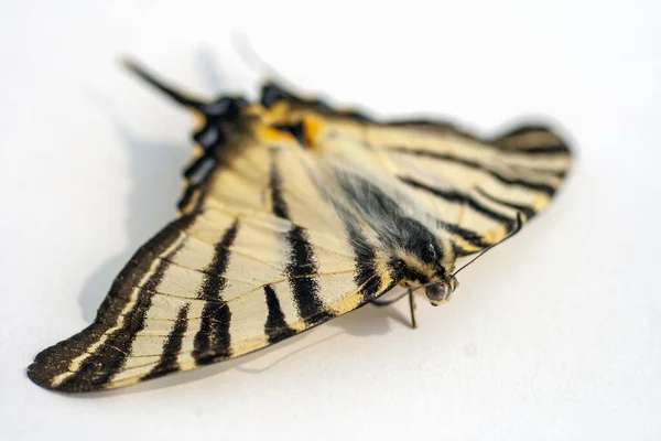 Macro shot of a dead butterfly isolated on a white background — 스톡 사진