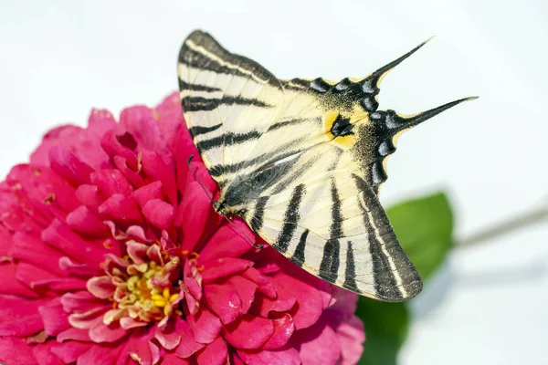 夏天花朵上的蝴蝶的宏观镜头 — 图库照片