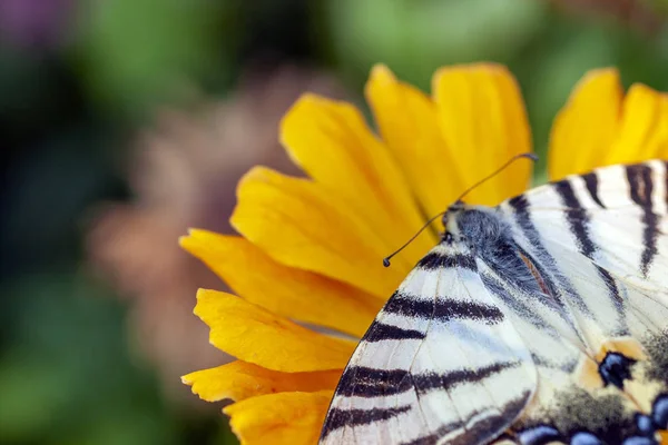 Макроснимок бабочки на летнем цветке — стоковое фото