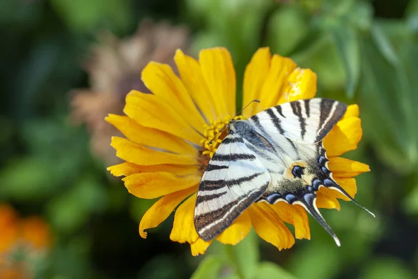 Macro shot of a butterfly on a summer flower — 스톡 사진