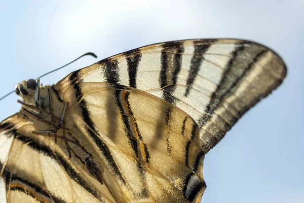 Macro shot of a butterfly on the summer sky — 스톡 사진