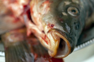 Gümüş tepside sazan balığı