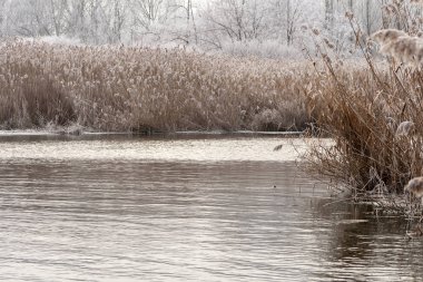 Macar kırsalında soğuk kamışlı kış gölü