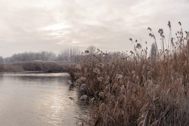 Macar kırsalında soğuk kamışlı kış gölü