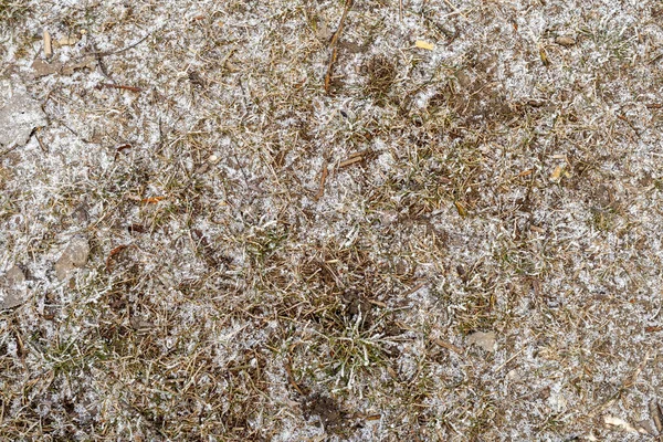 Крупним Планом Знімок Морозної Трави Зимовий День — стокове фото