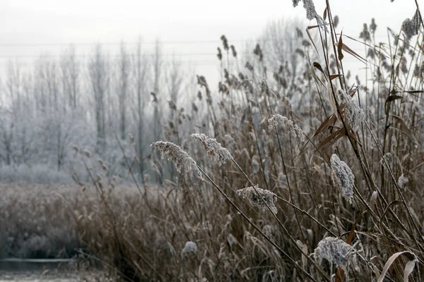 冬の湖で霜の葦のショットを閉じます — ストック写真
