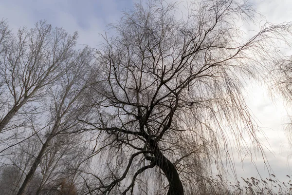 Winterbomen Het Hongerige Platteland — Stockfoto