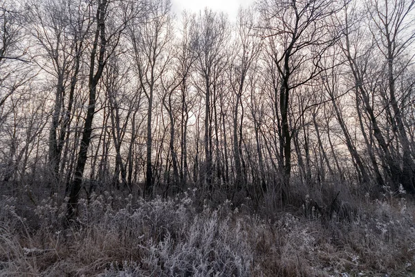 Árvores Inverno Campo Húngaro — Fotografia de Stock