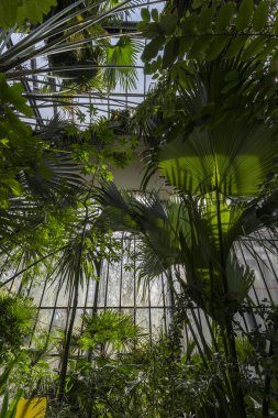 Macaristan 'ın Budapeşte kentindeki Botanik Bahçesi (Fuveszkert).