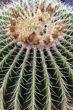 Budapeşte, Macaristan 'daki Botanik Bahçesi' nde (Fuveszkert) altın varil kaktüsü (Echinocactus grusonii).