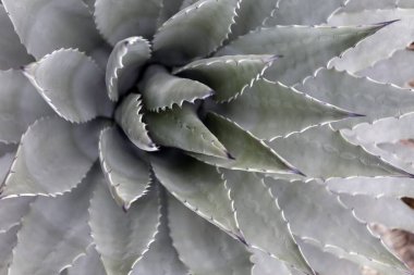 Budapeşte, Macaristan 'daki Botanik Bahçesi' nde (Fuveszkert) Agave applanata fabrikası.