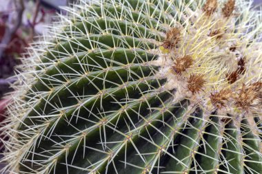 Budapeşte, Macaristan 'daki Botanik Bahçesi' nde (Fuveszkert) altın varil kaktüsü (Echinocactus grusonii).