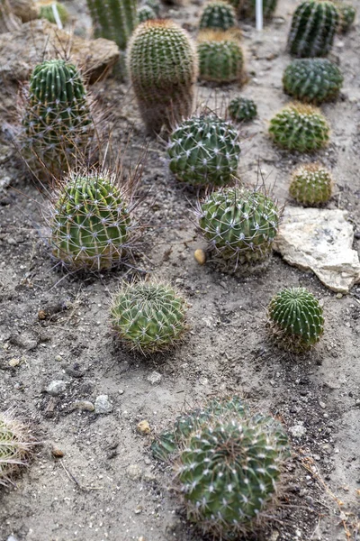 Parodia Neglecta Brandt Cactuses Botanical Garden Fuveszkert Budapest Hungary — Stock Photo, Image