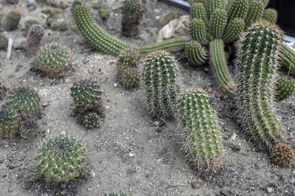 Parodia Neglecta Brandt Cactuses Botanical Garden Fuveszkert Budapest Hungary — Stock Photo, Image