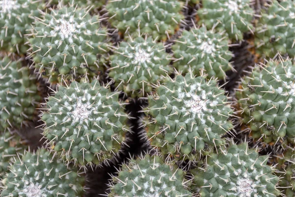 Twin Spined Cactuses Mammillaria Geminispina Στον Βοτανικό Κήπο Fuveszkert Της — Φωτογραφία Αρχείου