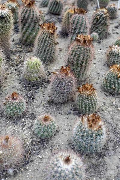 Parodia Neglecta Brandt Cactuses Jardín Botánico Fuveszkert Budapest Hungría —  Fotos de Stock