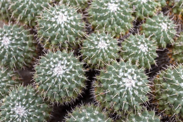 Cactus Espinosos Gemelos Mammillaria Geminispina Jardín Botánico Fuveszkert Budapest Hungría —  Fotos de Stock