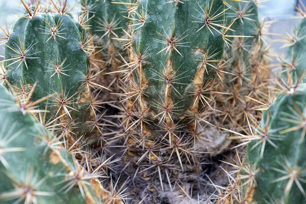 Közelkép Egy Kaktuszról Budapesti Botanikus Kertben Fuveszkert — Stock Fotó