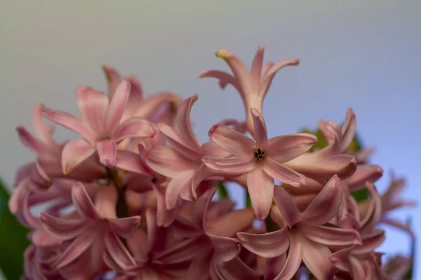 Close Shot Hyacinth Flower — Stock Photo, Image