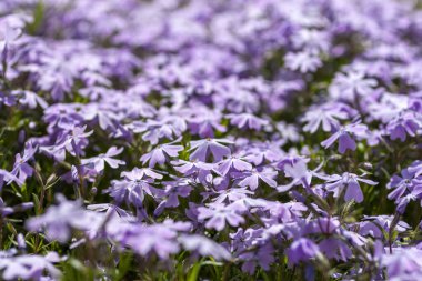 Tatlı William catchfly (Silene armeria veya Atocion armeria), Caryophyllaceae.