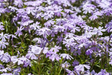 Tatlı William catchfly (Silene armeria veya Atocion armeria), Caryophyllaceae.