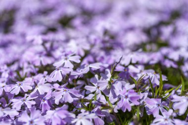 Tatlı William catchfly (Silene armeria veya Atocion armeria), Caryophyllaceae.