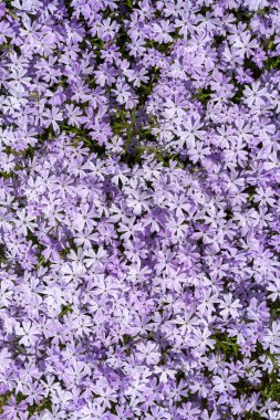 Tatlı William catchfly (Silene armeria veya Atocion armeria), Caryophyllaceae.