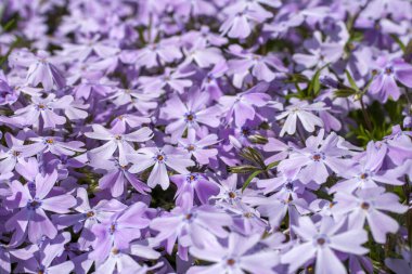 Tatlı William catchfly (Silene armeria veya Atocion armeria), Caryophyllaceae.