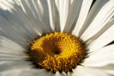 Papatya çiçeğinin makro görüntüsü. Oxeye papatya, Leucanthemum vulgare, Papatya, Dox-eye, Common papatya, Dog papatya, Moon papatya. Bahçıvanlık Margherita konsepti