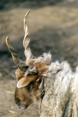 Hortobagy Racka Sheep (Ovis aries strepsiceros hungaricus) in Hungary. clipart
